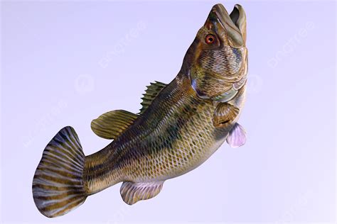 Largemouth Bass Side Profile Water Organism River Photo Background And