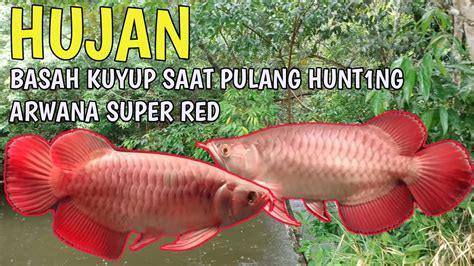 Kehujanan Lagi Saat Mencari Ikan Arwana Super Red Di Kapuas Hulu