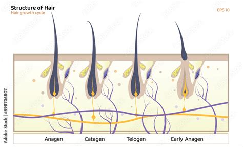 Hair Growth Cycle Anagen Catagen Telogen Early Anagen Hair Matrix