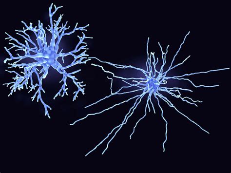 Astrocytes Anatomy Location And Function