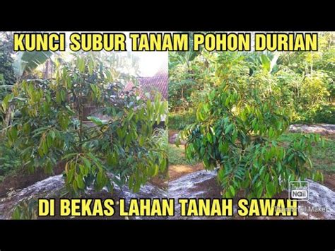 Rahasia Pohon Durian Subur Lahan Bekas Sawah Youtube