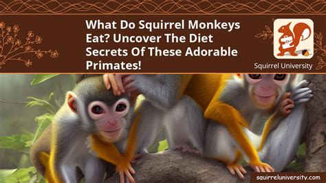 What Do Squirrel Monkeys Eat? Uncover the Diet Secrets of these ...