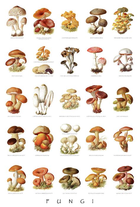 Poisonous Mushroom Identification Chart