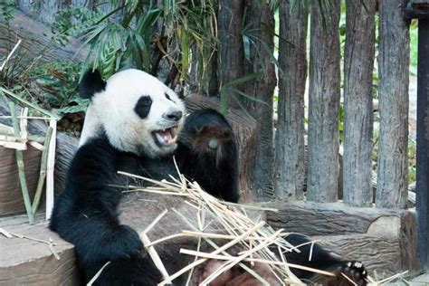 Giant Panda Stock Photos, Images and Backgrounds for Free Download