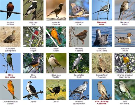 South African Birds Identification