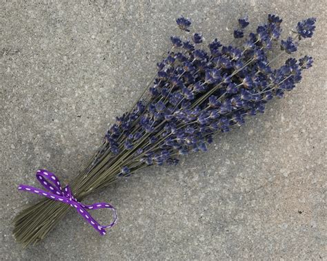 How to Harvest a Lavender Bouquet – Seafoam Lavender