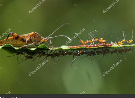 Características De Los Insectos Anatomía Alimentación Y Reproducción