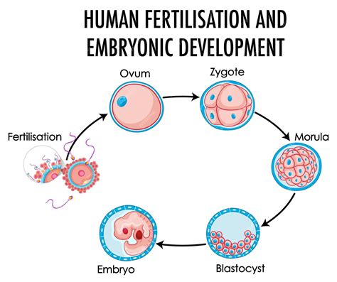 Fertilização Humana E Desenvolvimento Embrionário Em Infografia Humana