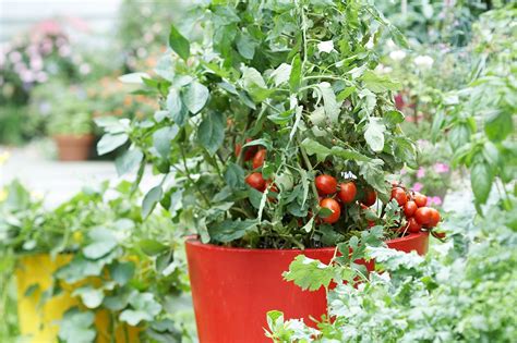 Edible Plants to grow in your home