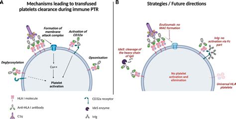 Frontiers Anti Hla Class I Alloantibodies In Platelet Transfusion