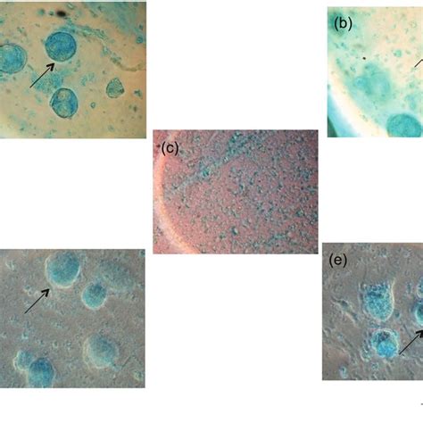 Alcian Blue Staining A Control Group Ctrl After 8 Days B