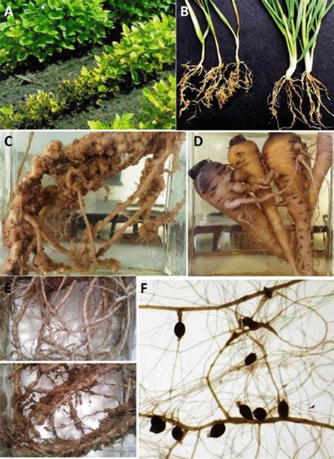 Above Ground And Below Ground Symptoms From Different Plant Species In