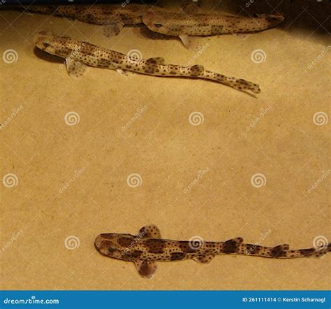 Scyliorhinus Canicula Small Spotted Catshark Juvenile Stock Photo