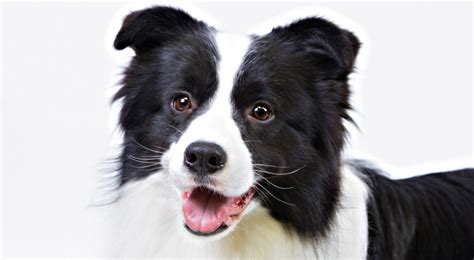 Border Collie Dog Breed Information American Kennel Club