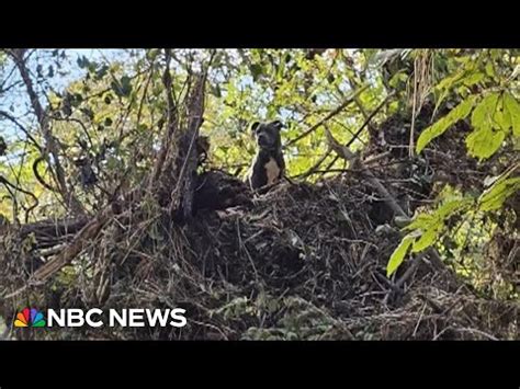 Niesamowita Akcja Ratunkowa Psa Z Tennessee Uwi Zionego W Stopowym