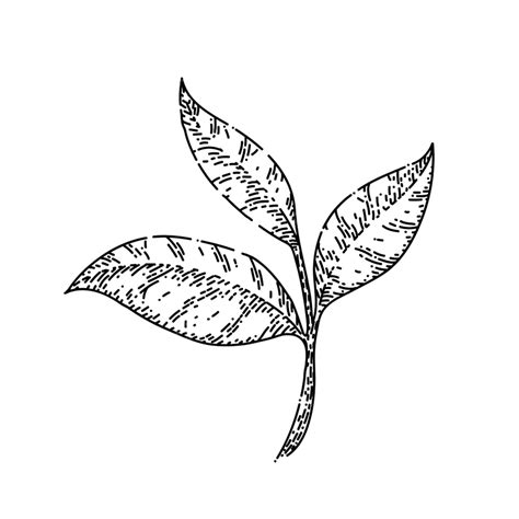 Green Tea Leaf Hand Drawn Vector, Tea Drawing, Leaf Drawing, Tea Sketch ...