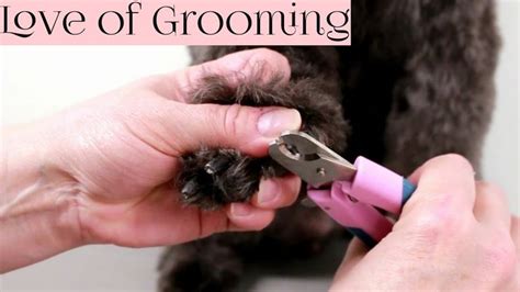 How To Clip Black Dog Nails Youtube Dog Nails Clipping Dog Nails