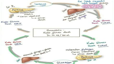 MEKANISME KERJA INSULIN DAN GLUKAGON BIOLOGI XI MIPA YouTube