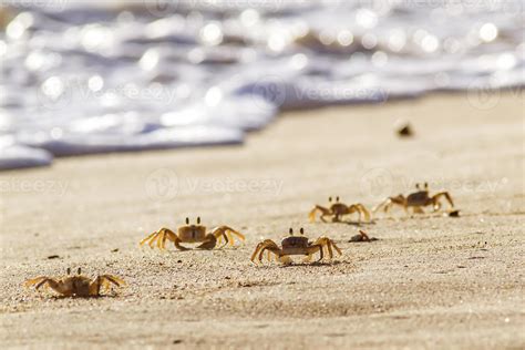 Crabs On Sand Beach 1433261 Stock Photo At Vecteezy