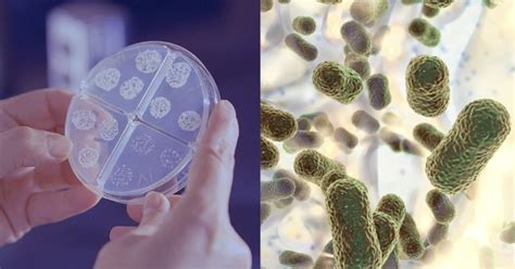 Indian Researchers Develop Novel Treatment To Kill Bacteria Without Antibiotics