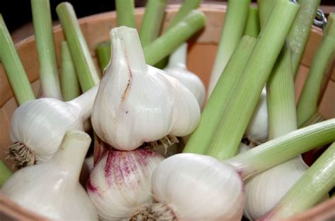 How To Grow Garlic Indoors Dengarden