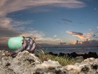 Walrus habitat on the edge | Magazine Articles | WWF