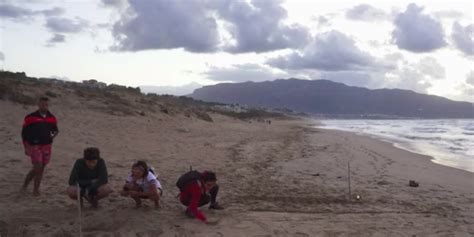 Alcamo Marina La Schiusa In Spiaggia Di Un Nido Di Tartarughe Caretta