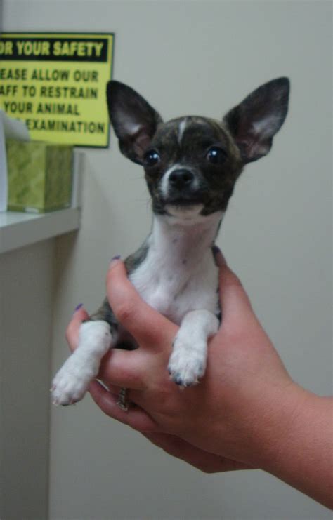 Dallas Is A 4 Month Old Chihuahua Cute Puppies Chihuahua Animals