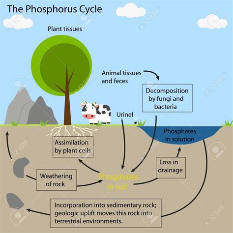 Phosphorus Cycle Diagram Quizlet