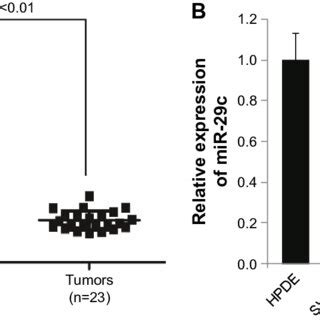 Mir Regulates The Expression Of Mmp Mmp And E Cadherin Of