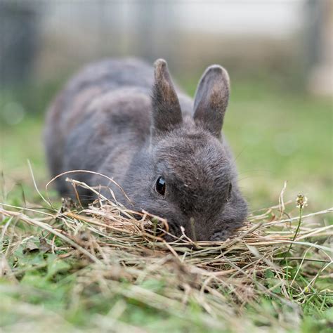 A Grey Dwarf Rabbit Searching For Food Photograph By Stefan Rotter