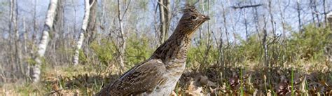 Grouse Hunting - Border Country Outdoor Adventures