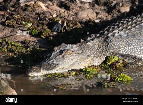 Head Shot Of A Saltwater Crocodile Crocodylus Porosus Sunning Itself