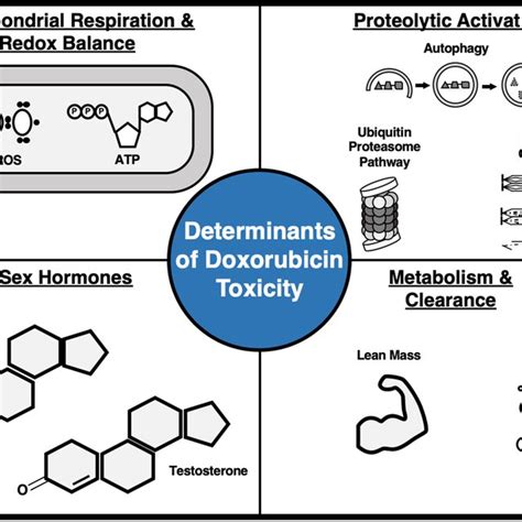 Sex Differences In Doxorubicin Induced Cardiac And Skeletal Muscle