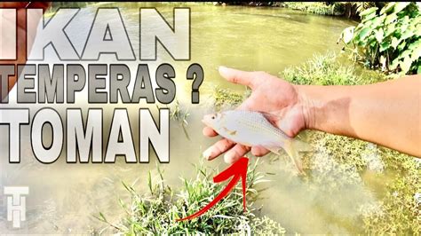 Memancing Ikan Temperas Tapi Toman Sambar Dulu Ikantemperas Toman Kampar Youtube