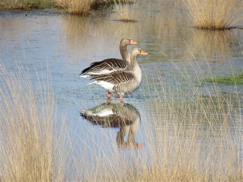 Geese Birds Nature Free Photo On Pixabay Pixabay