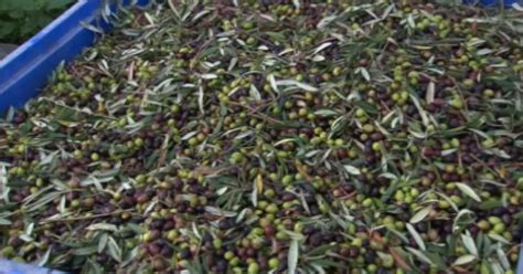 Dagli Scarti Delle Olive Compost Pellet Ed Energia