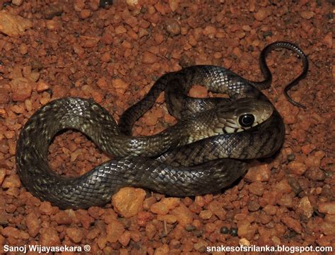 common rat snake ptyas mucosa linnaeus