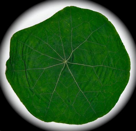 daily finds  leaf find