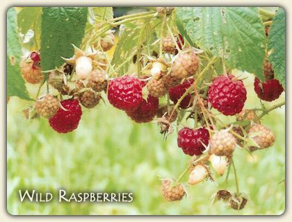 Learn Edible Wild Berries! Wild berry identification, types of wild ...