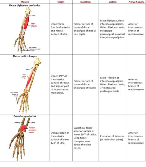 Forearm- Flexor and Extensor Compartments – Anatomy QA