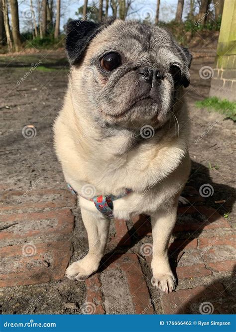 Pug dog stock photo. Image of canine, grassy, stood - 176666462