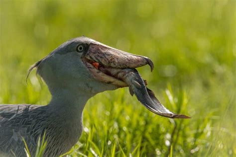 Shoebill Facts - CRITTERFACTS