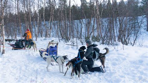 Dog Sledding in Alta, Norway – Outside This Small Town