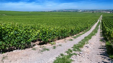 36 charming photos of Champagne vineyards, France | BOOMSbeat