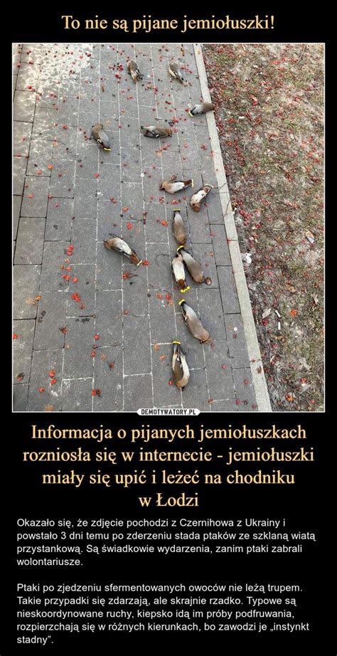 To Nie S Pijane Jemio Uszki Informacja O Pijanych Jemio Uszkach