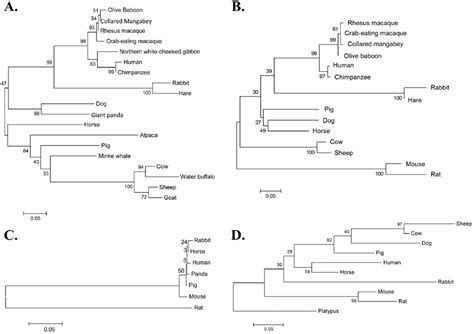 Maximum Likelihood Phylogenetic Trees For Mammalian Cδ Exons A δch2