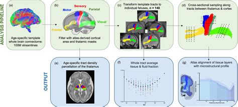 Figures And Data In Spatiotemporal Tissue Maturation Of Thalamocortical Pathways In The Human