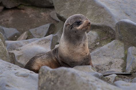 Northern Fur Seal St Paul Island Tour