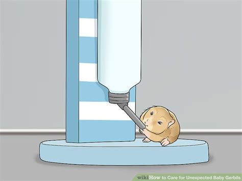 How to Care for Unexpected Baby Gerbils: 10 Steps (with Pictures)